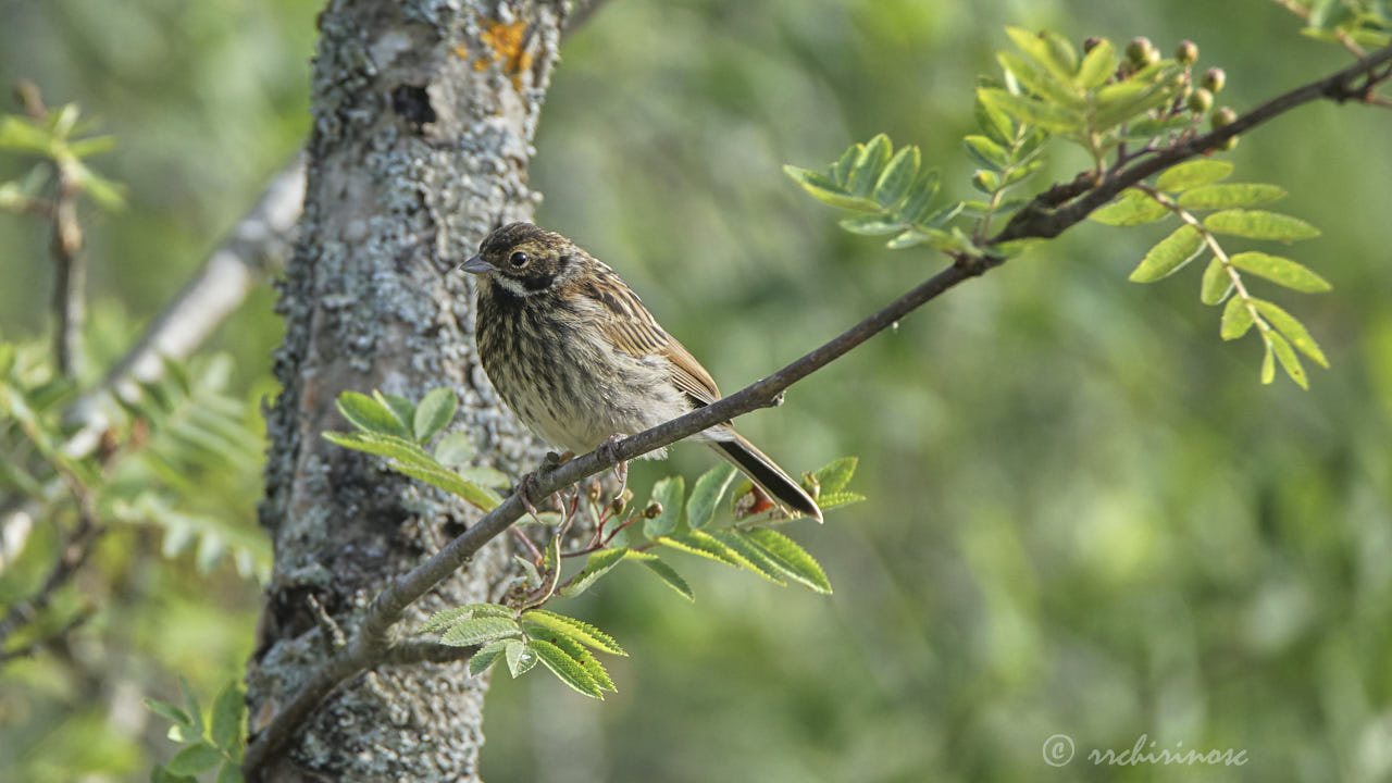 Reed bunting