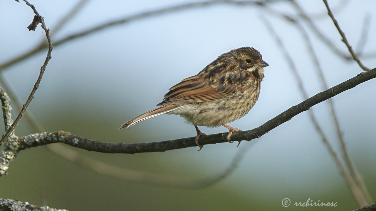 Reed bunting