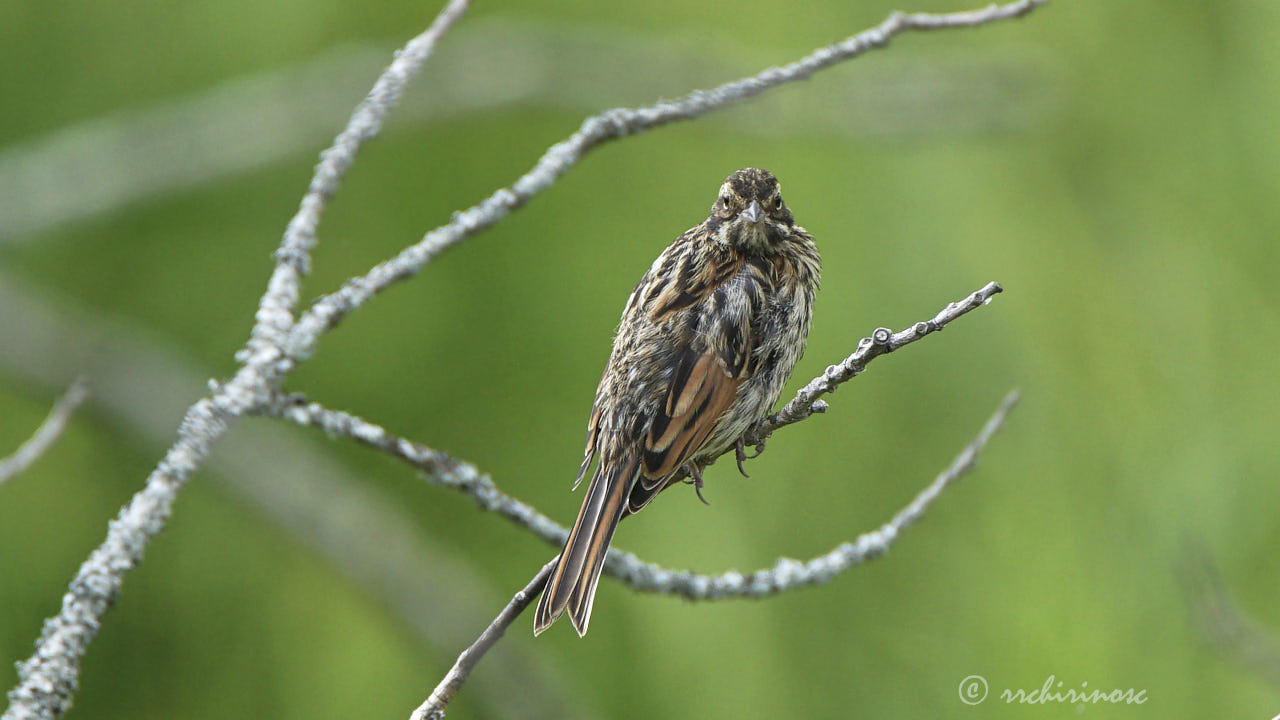 Reed bunting