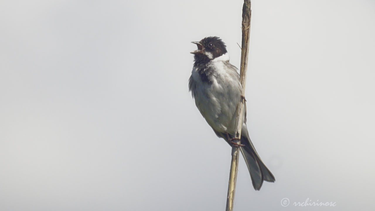 Reed bunting