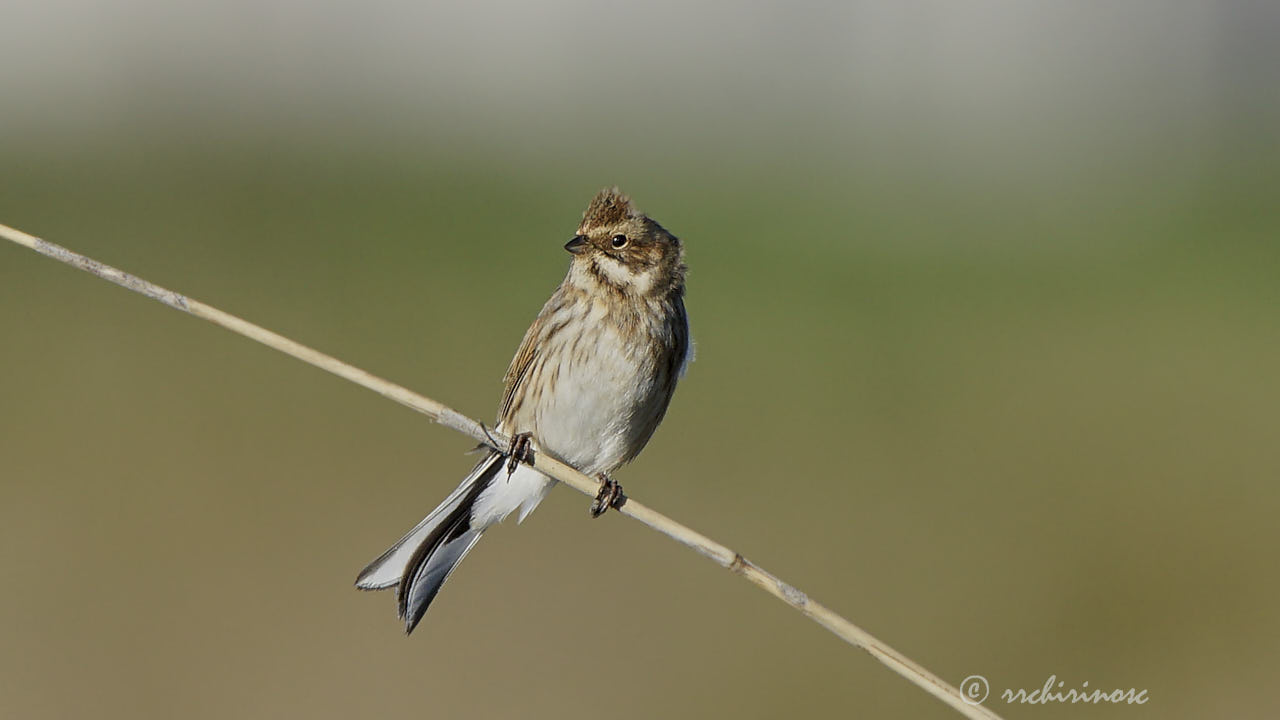 Reed bunting