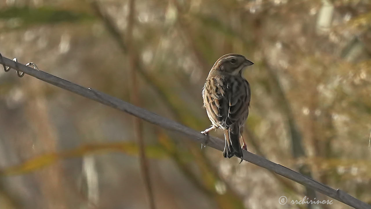 Reed bunting