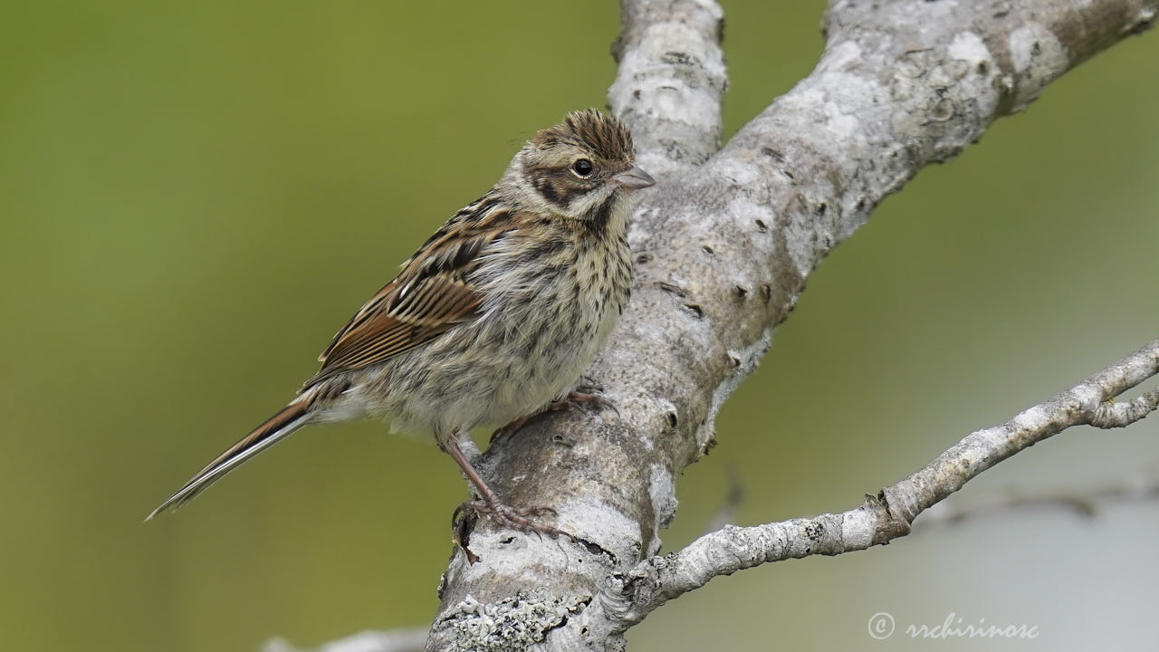 Reed bunting