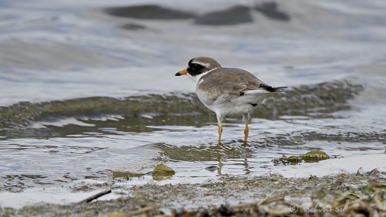 Common ringed plover