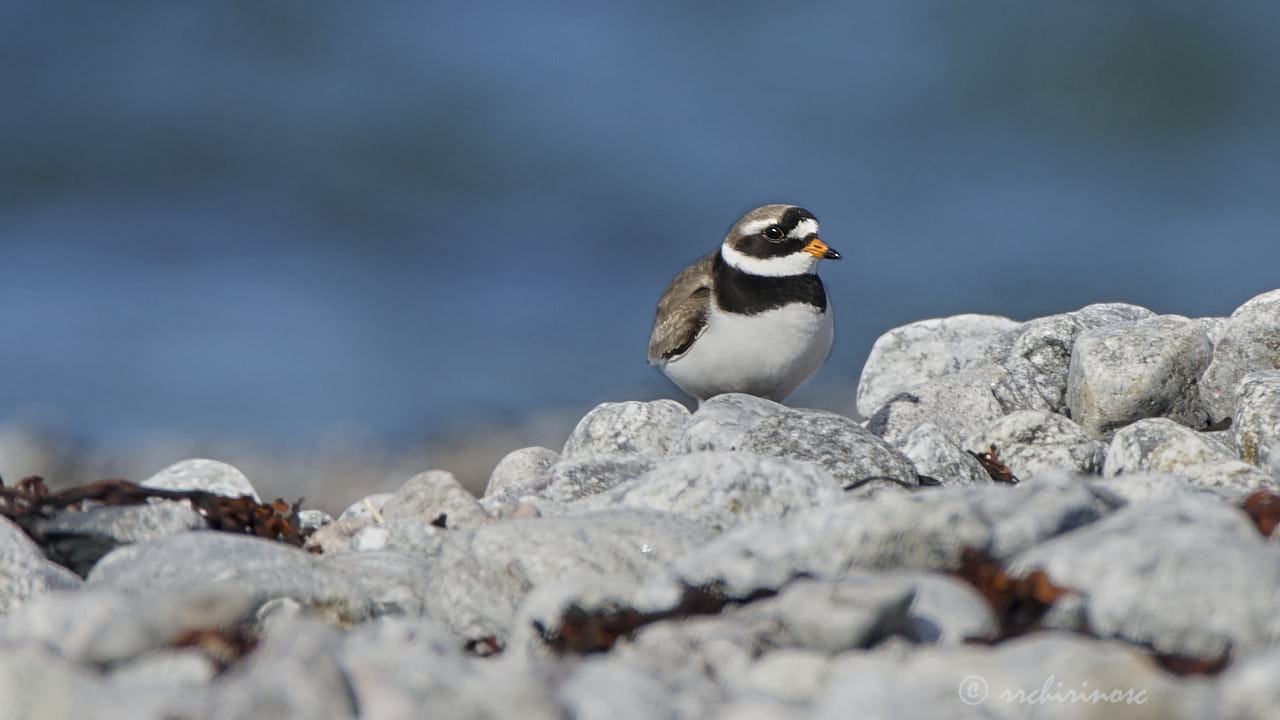 Common ringed plover