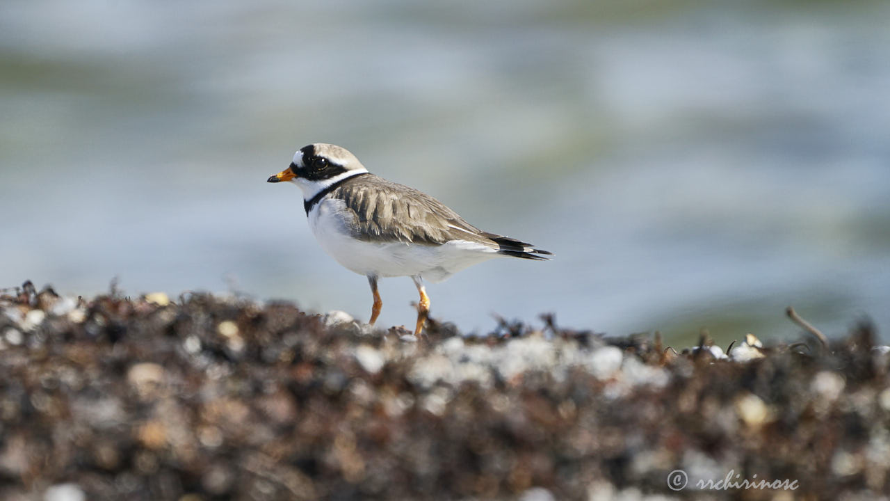 Common ringed plover