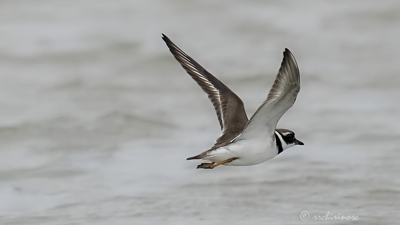 Common ringed plover