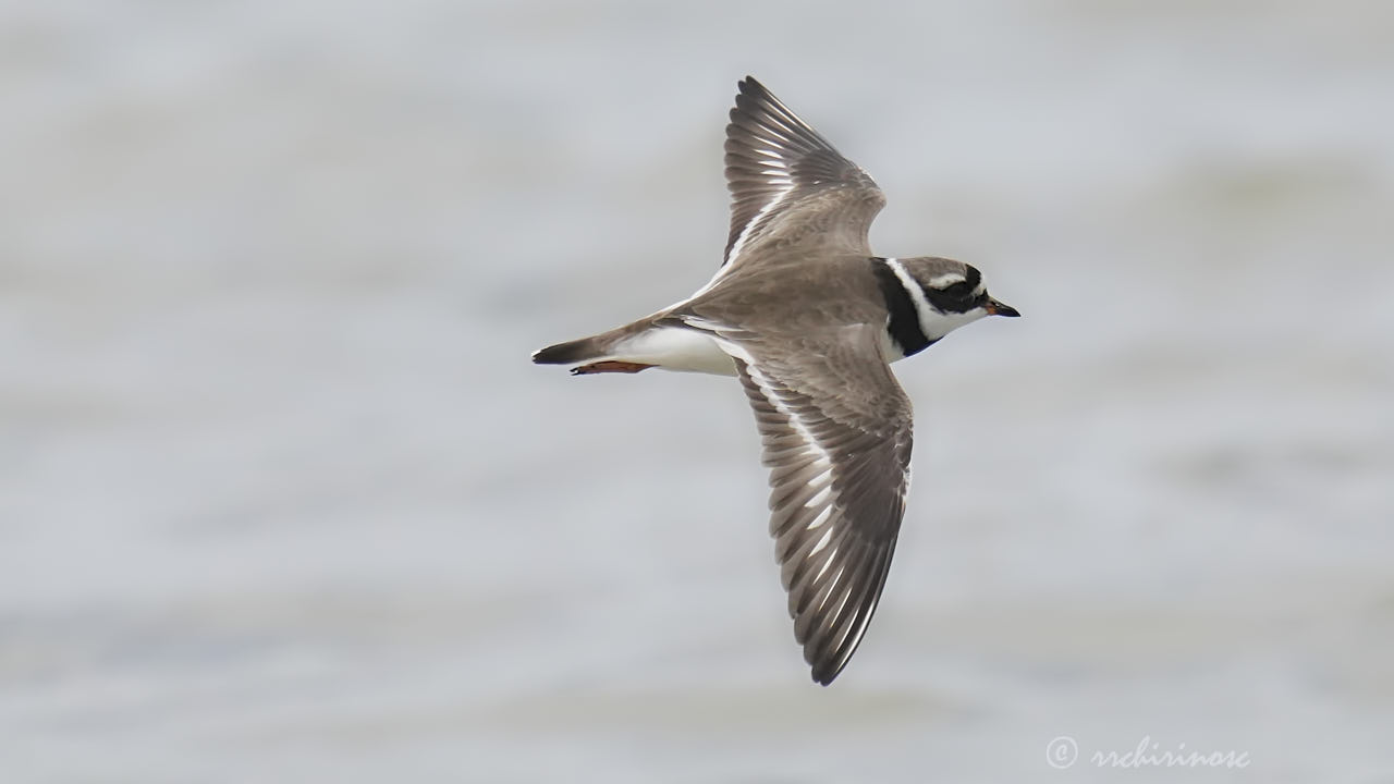 Common ringed plover