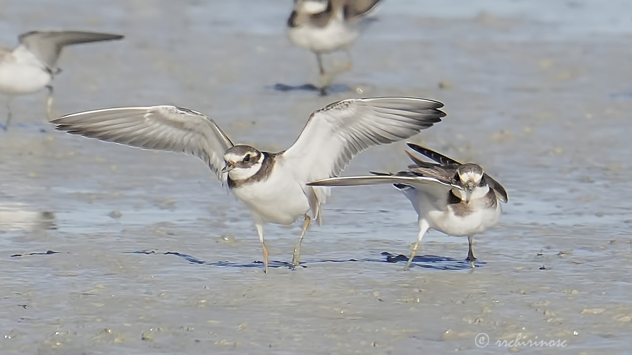 Common ringed plover