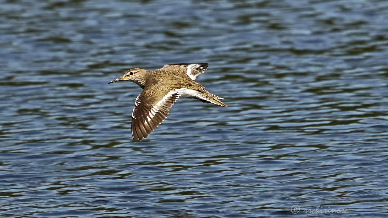 Common sandpiper