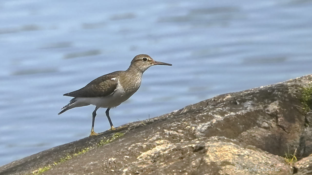 Common sandpiper