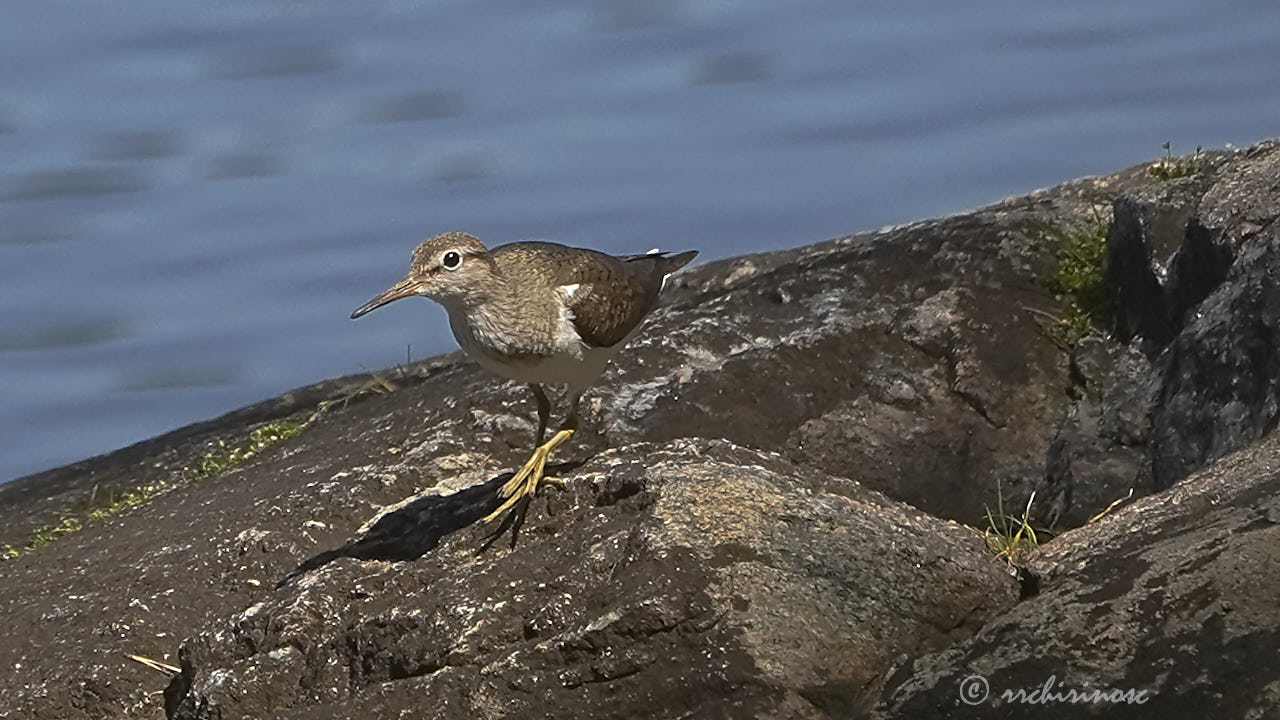 Common sandpiper