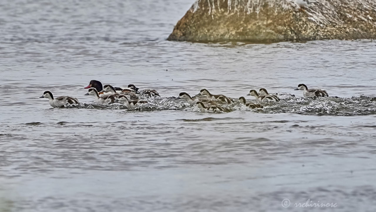 Common shelduck