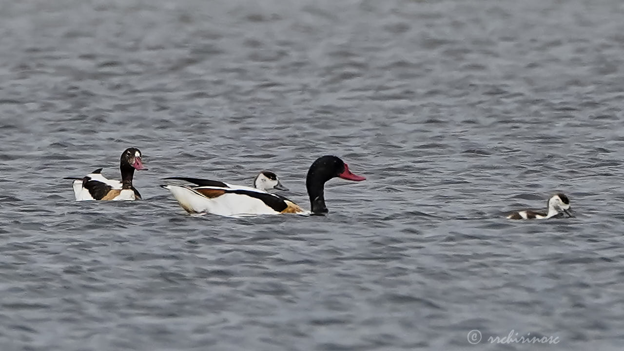 Common shelduck