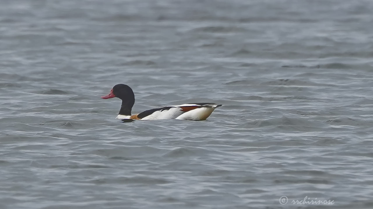 Common shelduck