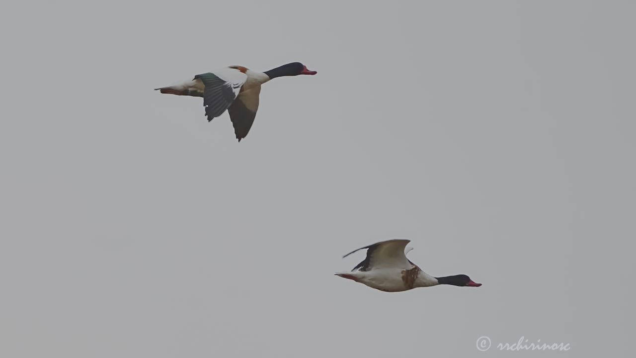 Common shelduck