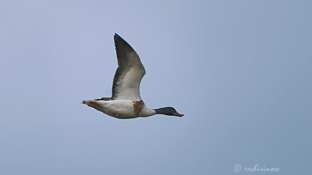 Common shelduck