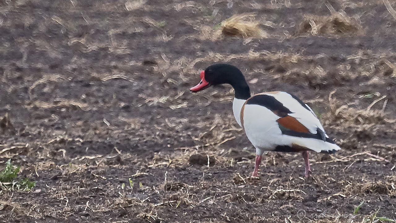 Common shelduck