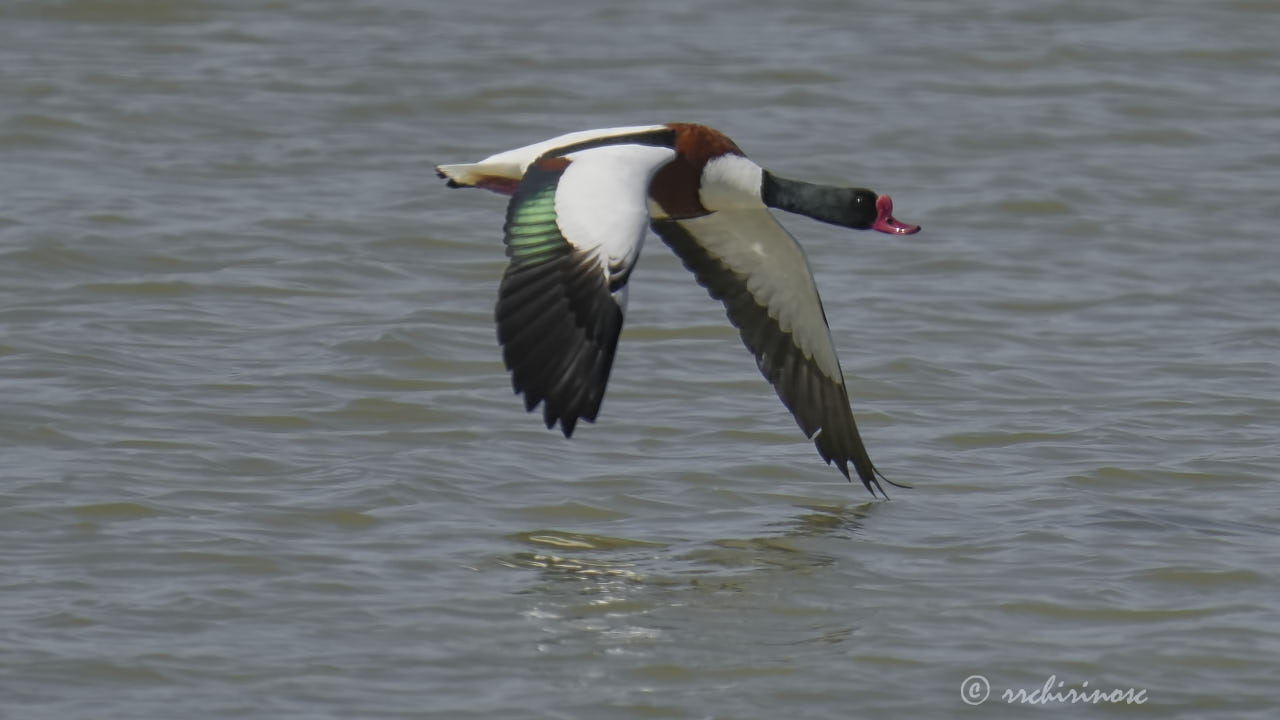 Common shelduck