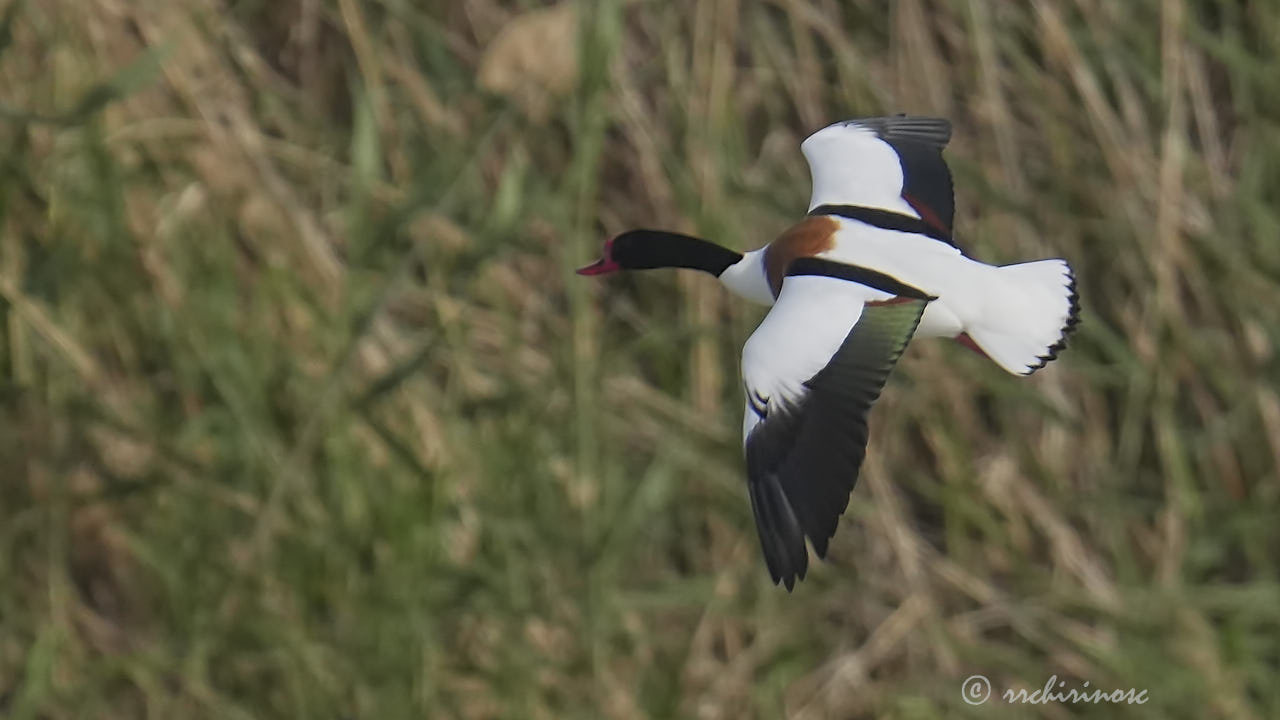 Common shelduck