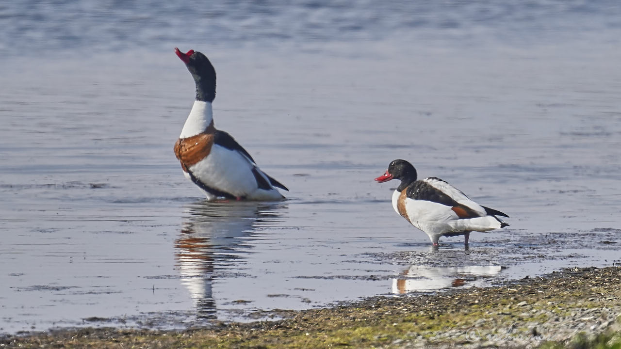 Common shelduck