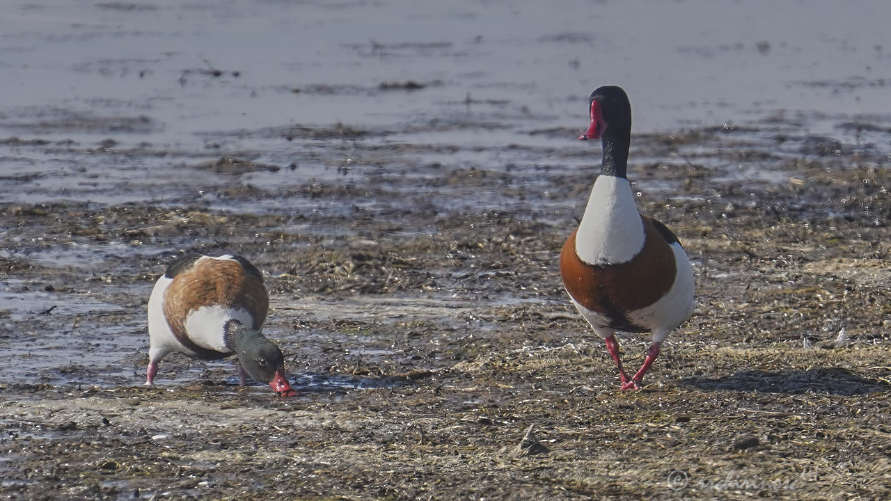 Common shelduck