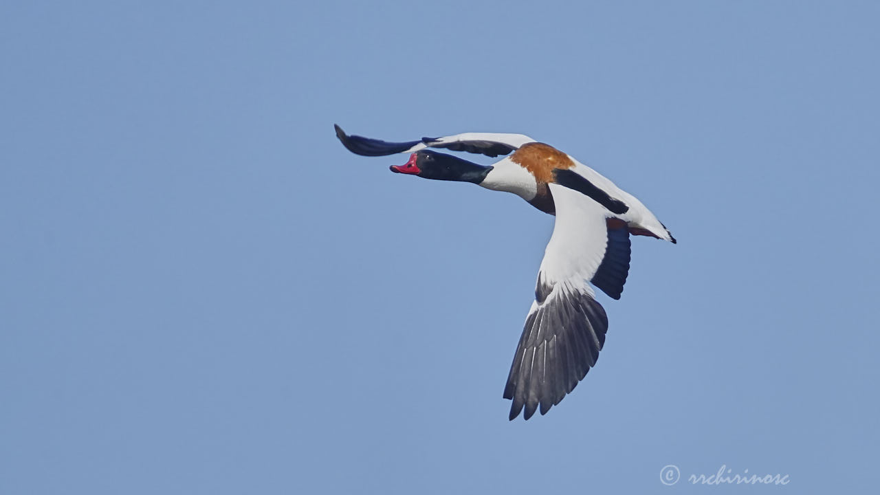 Common shelduck