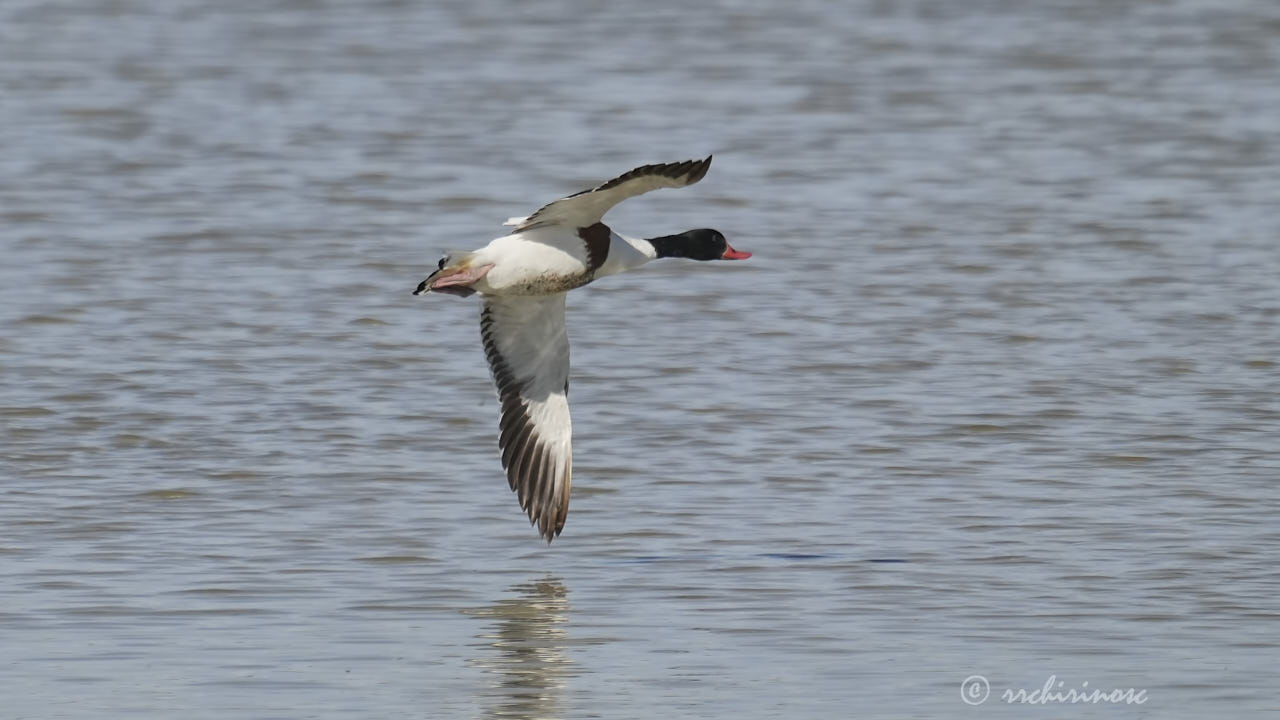 Common shelduck