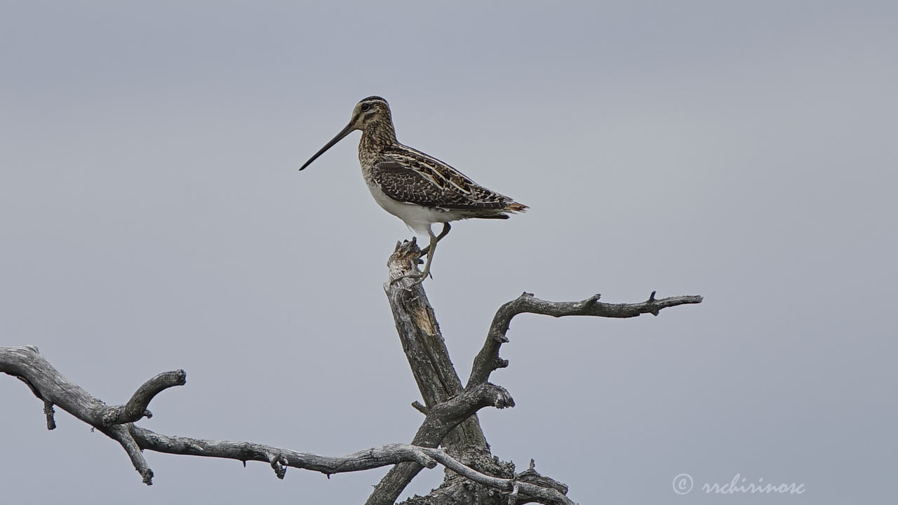 Common snipe