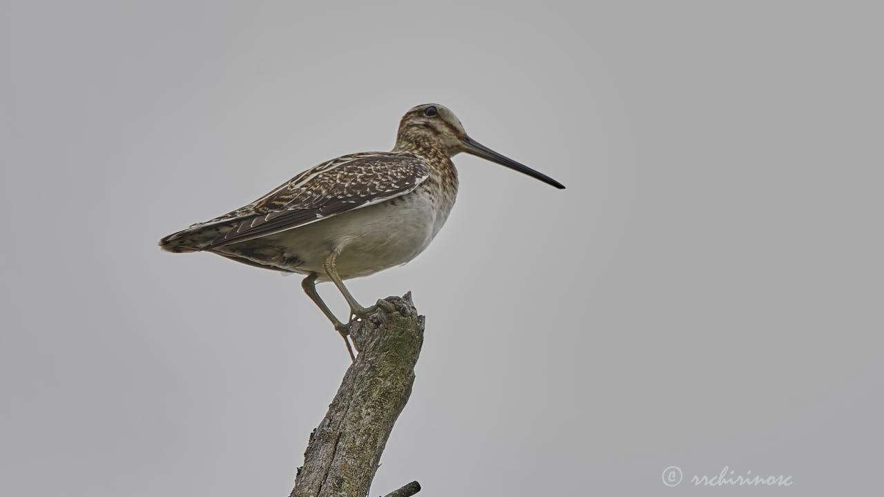 Common snipe