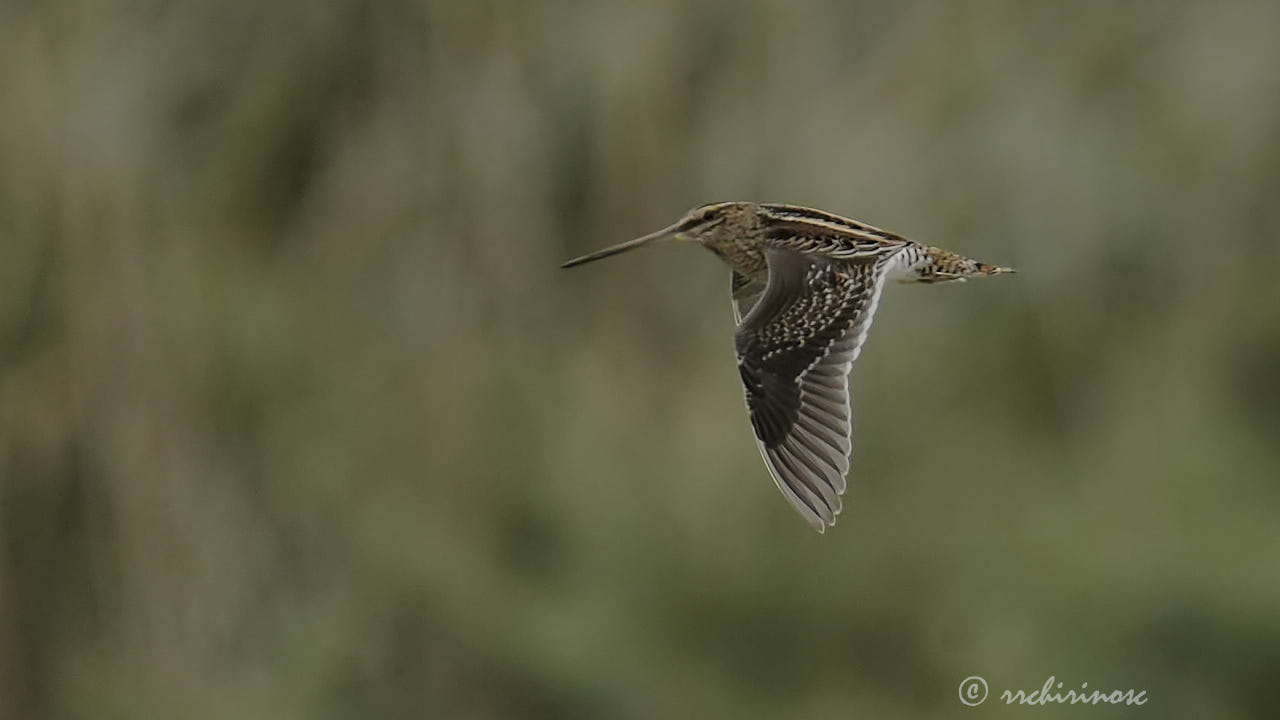 Common snipe