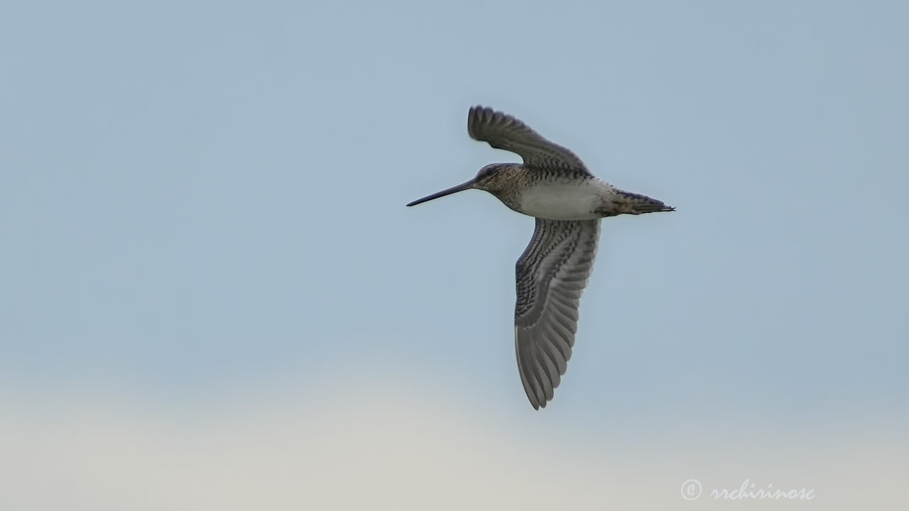 Common snipe