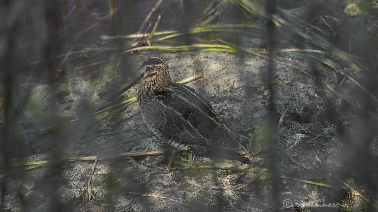 Common snipe