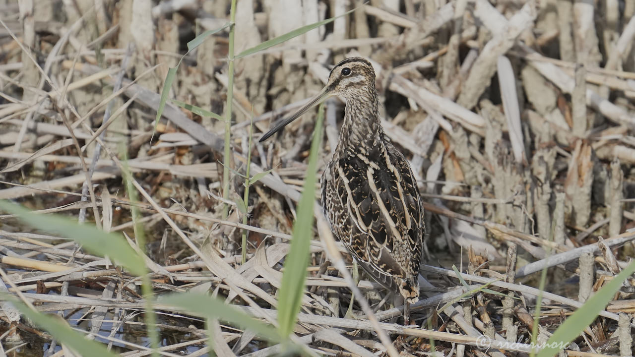 Common snipe