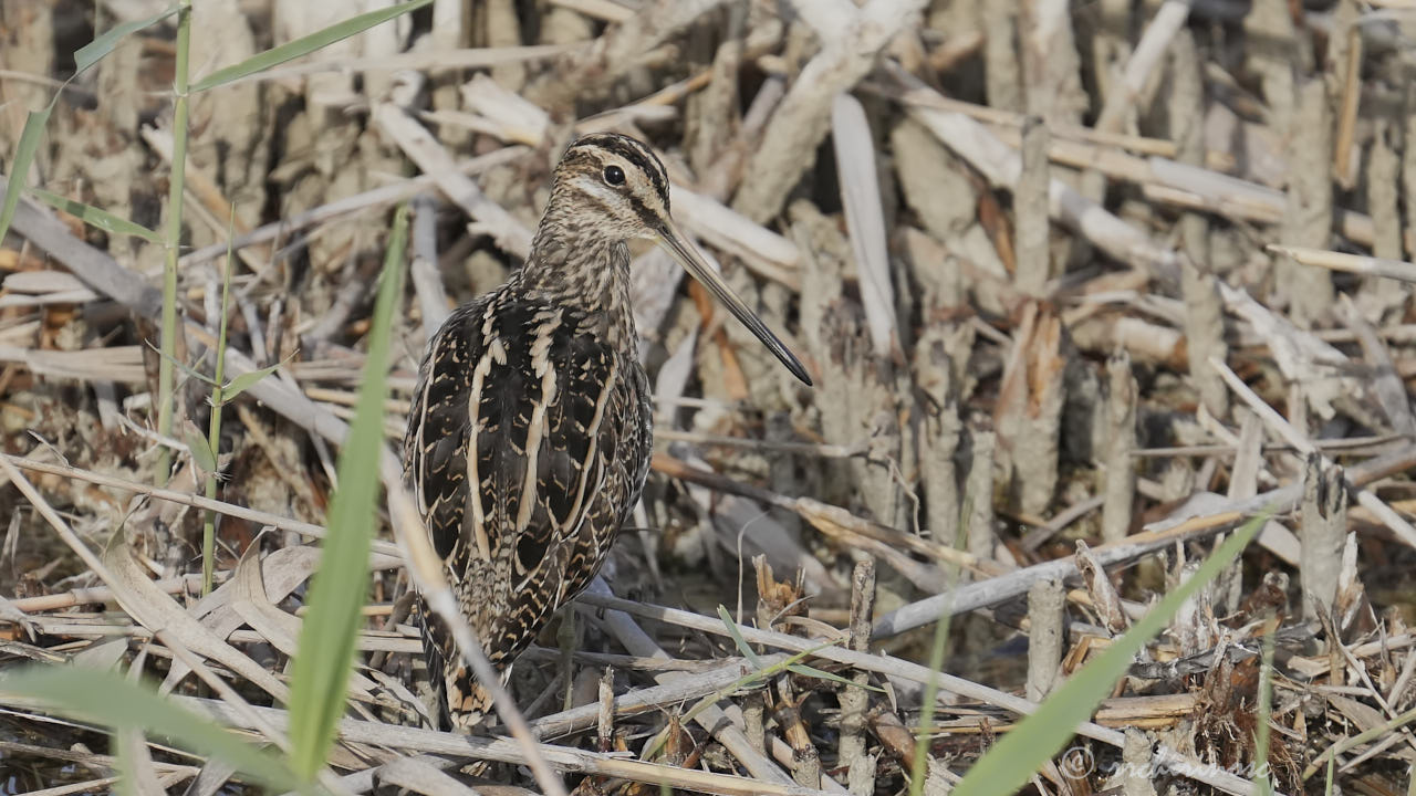 Common snipe