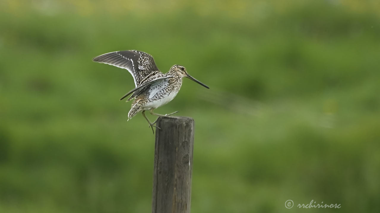 Common snipe