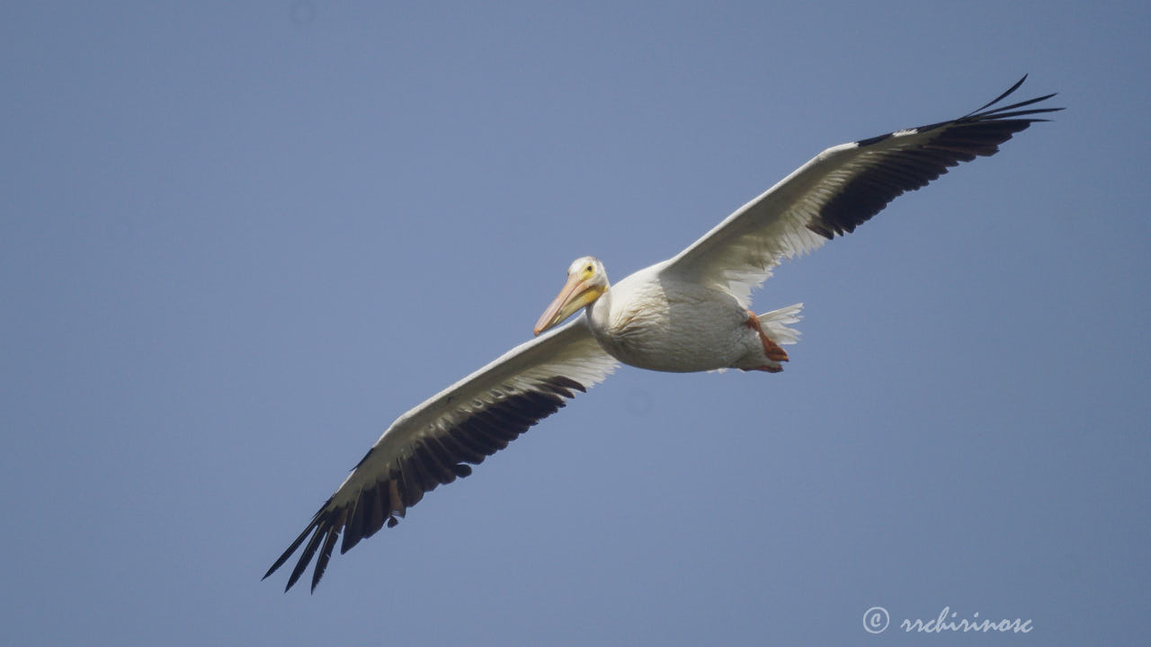 American white pelican