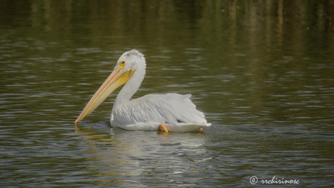 American white pelican