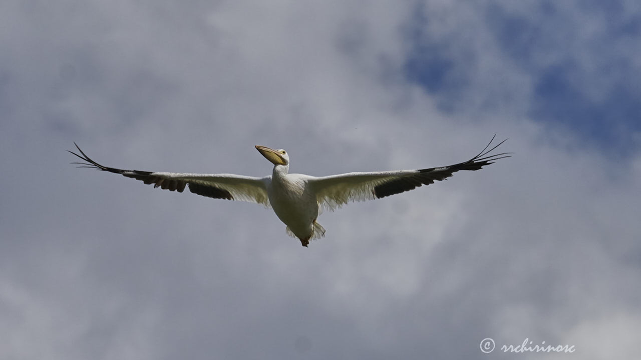 American white pelican