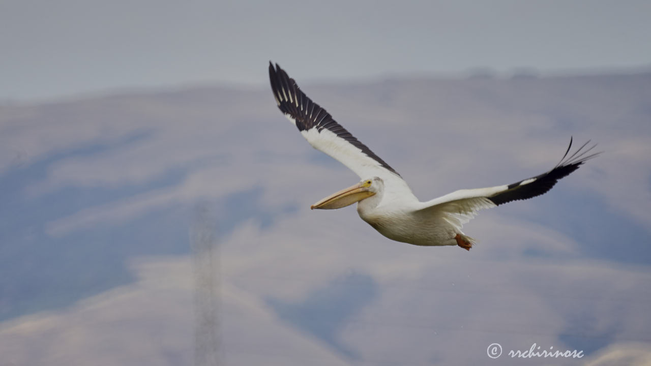 American white pelican