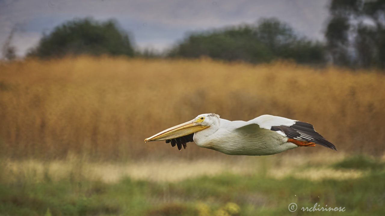 American white pelican