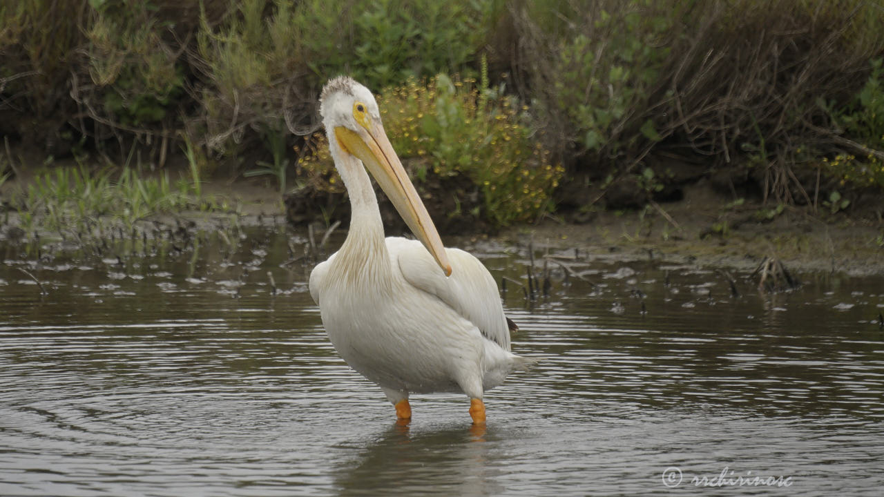 American white pelican