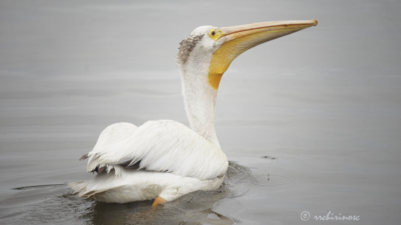 American white pelican