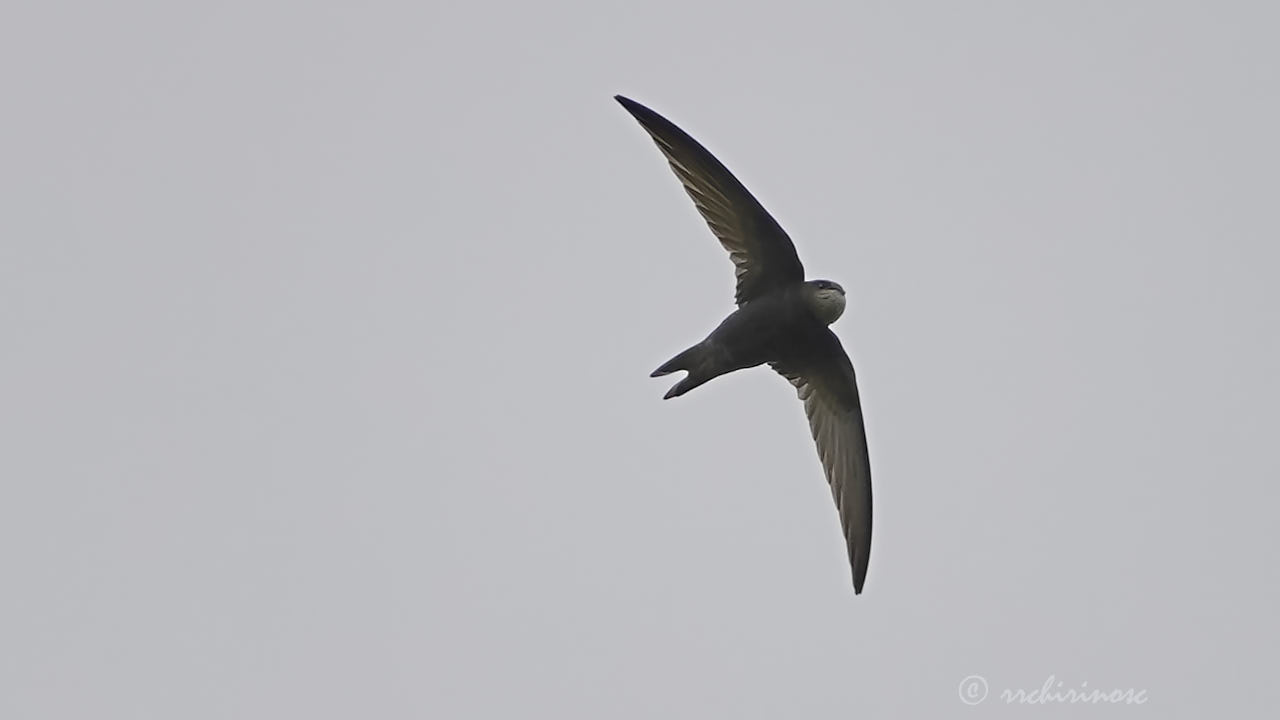 Common swift