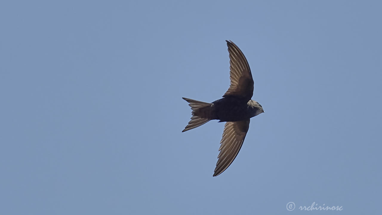 Common swift