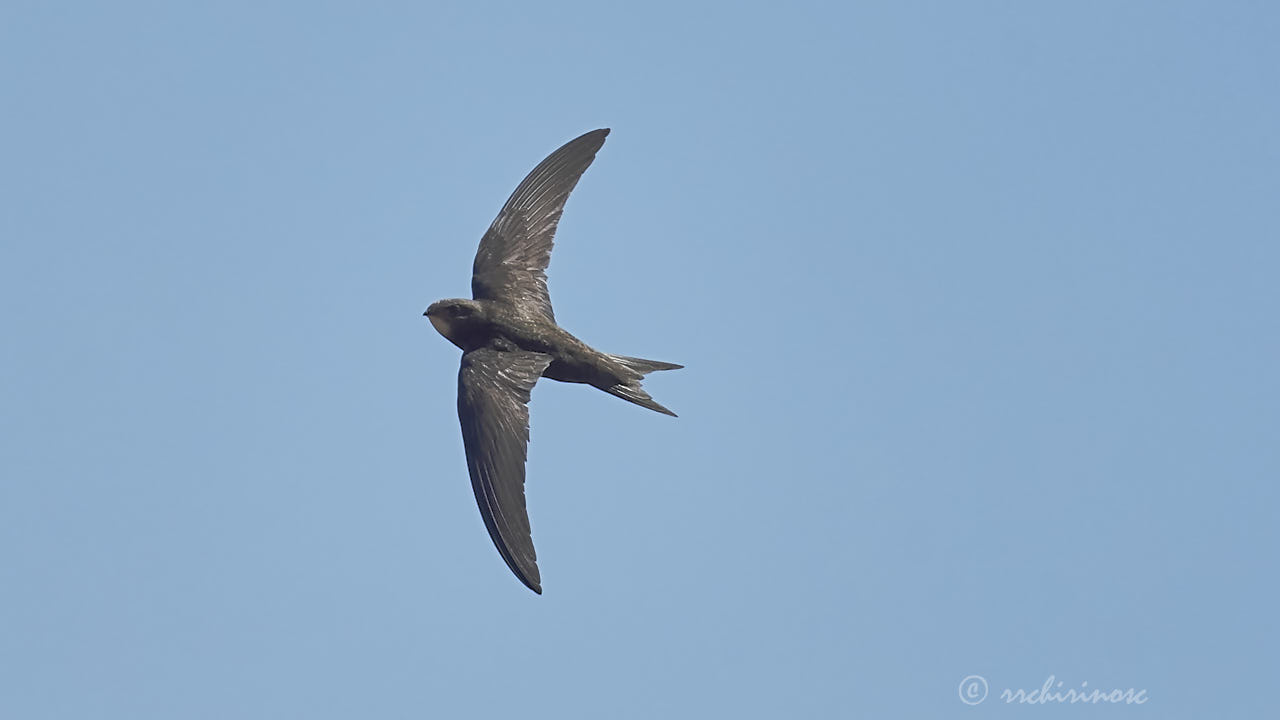 Common swift