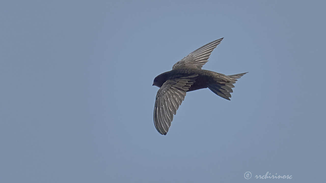 Common swift