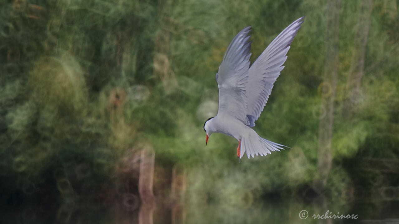 Common tern