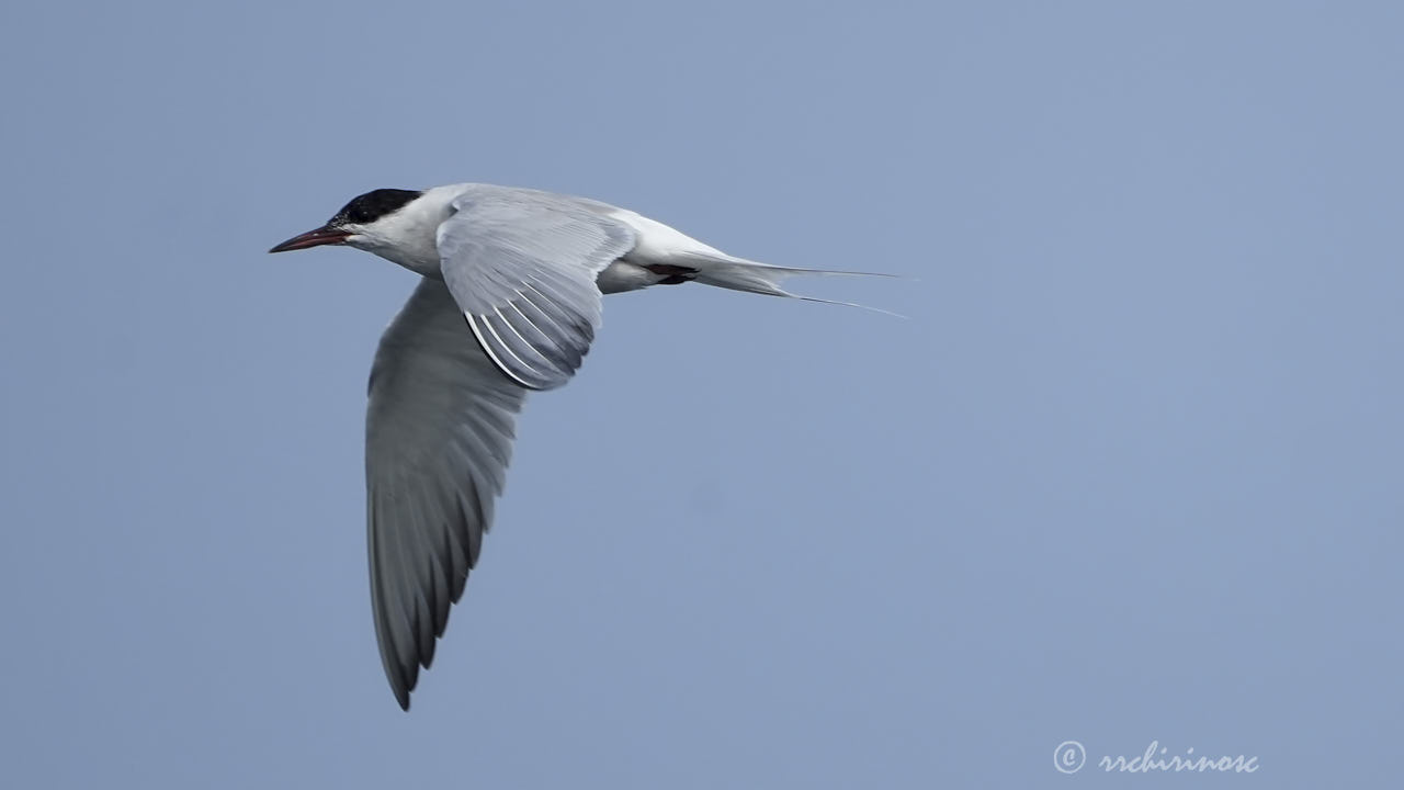 Common tern