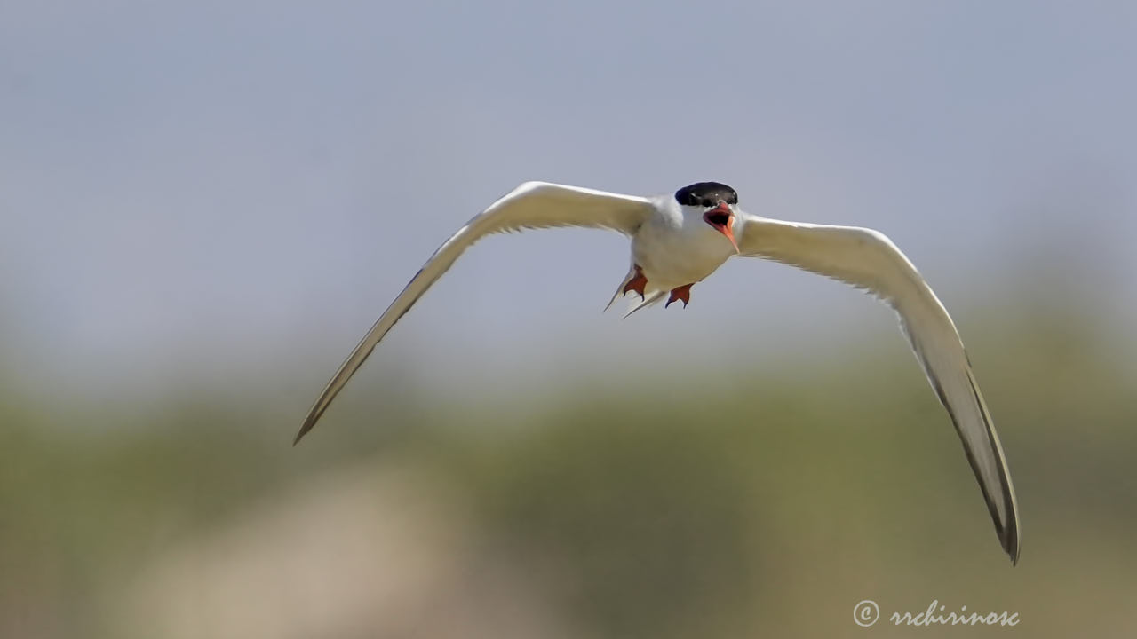 Common tern